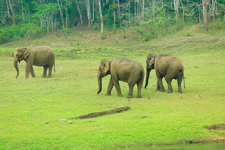 Thekkady Jeep Safari