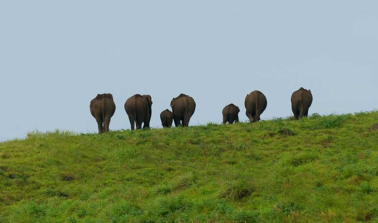 Thekkady Jeep Safari