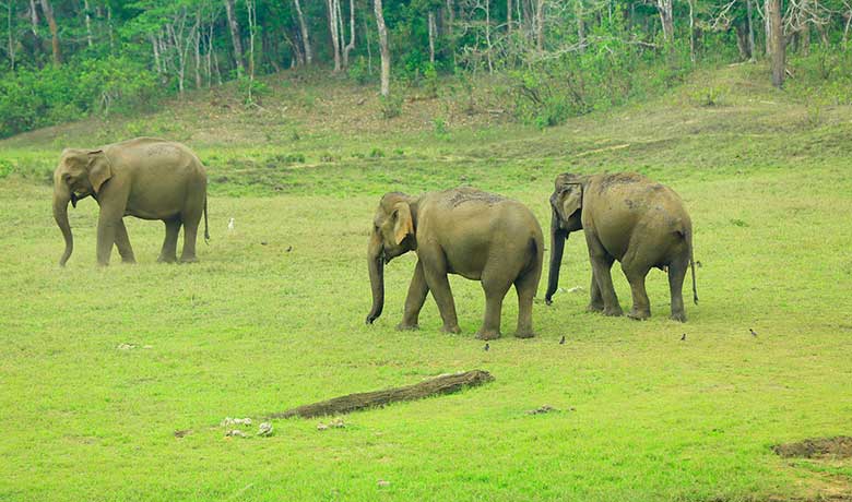 Thekkady Jeep Safari