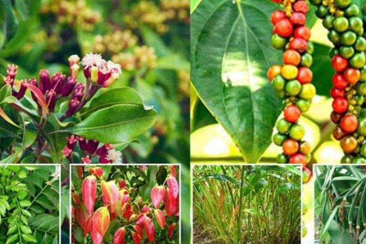 Thekkady Jeep Safari