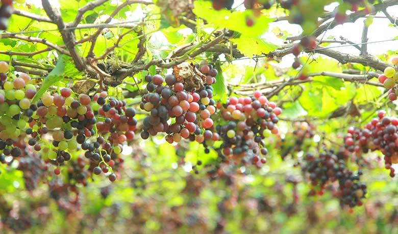 Thekkady Jeep Safari